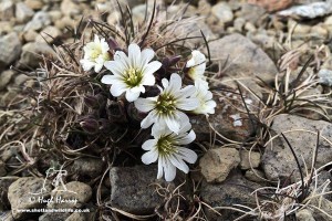 Edmonston's Chickweed. Image: Shetland Wildlife