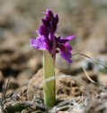 Unst Flowers