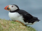 Puffins On Hermaness