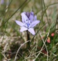 Unst Flowers