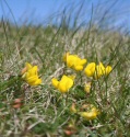 Unst Flowers