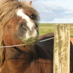 Shetland Pony In Uyeasound