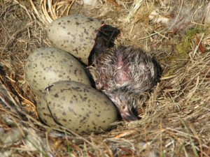 Hatching Chicks On Uyea