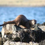 An Otter In Baltasound