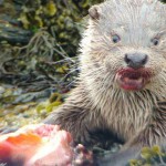 An Otter At The Westing